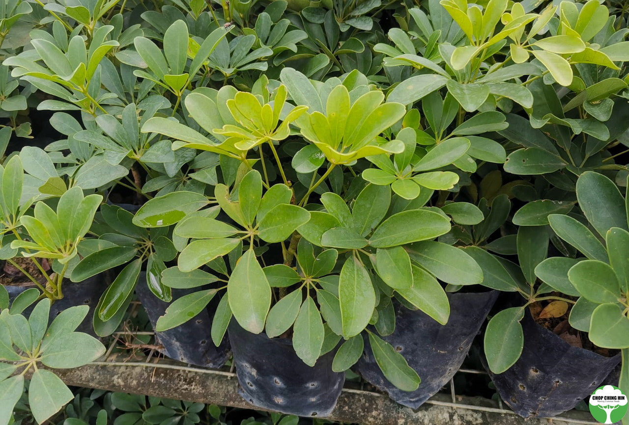 Schefflera arboricola