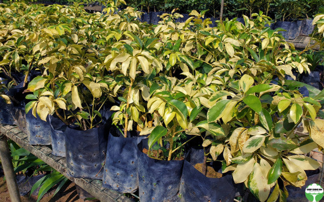 Schefflera arboricola 'Variegata'
