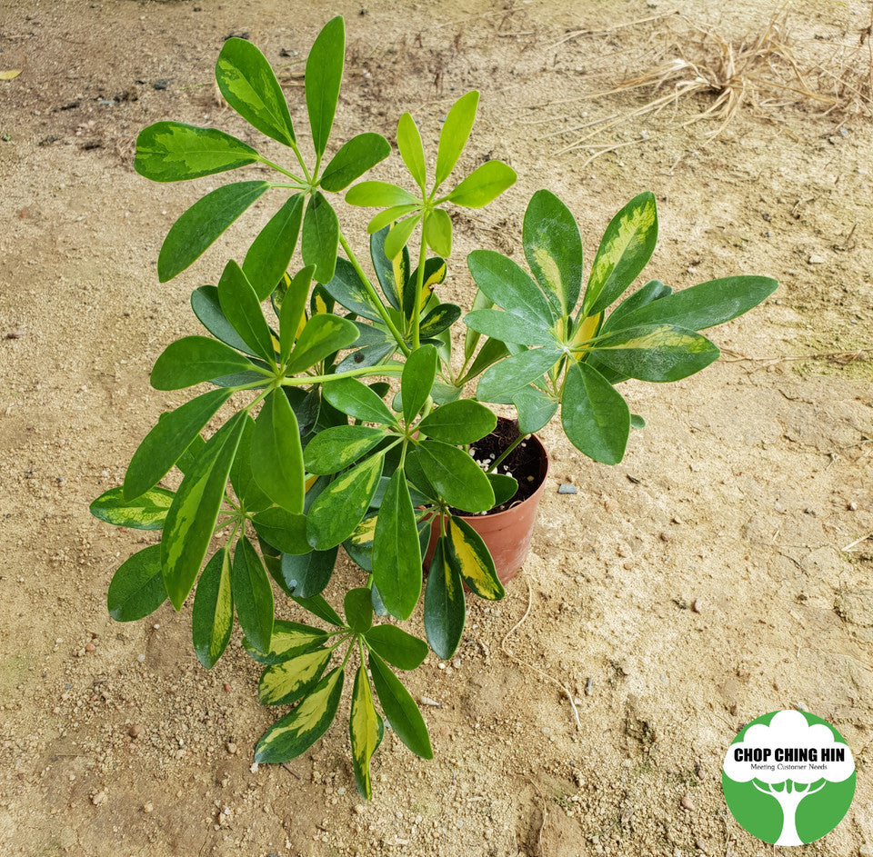 Schefflera arboricola 'Worthy'