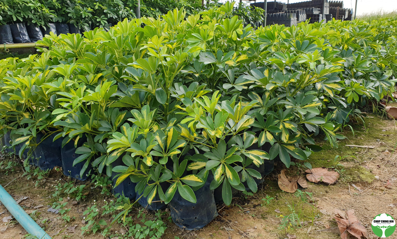 Schefflera arboricola 'Worthy'