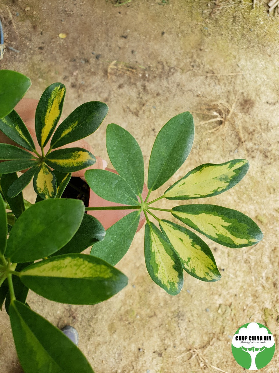 Schefflera arboricola 'Worthy'