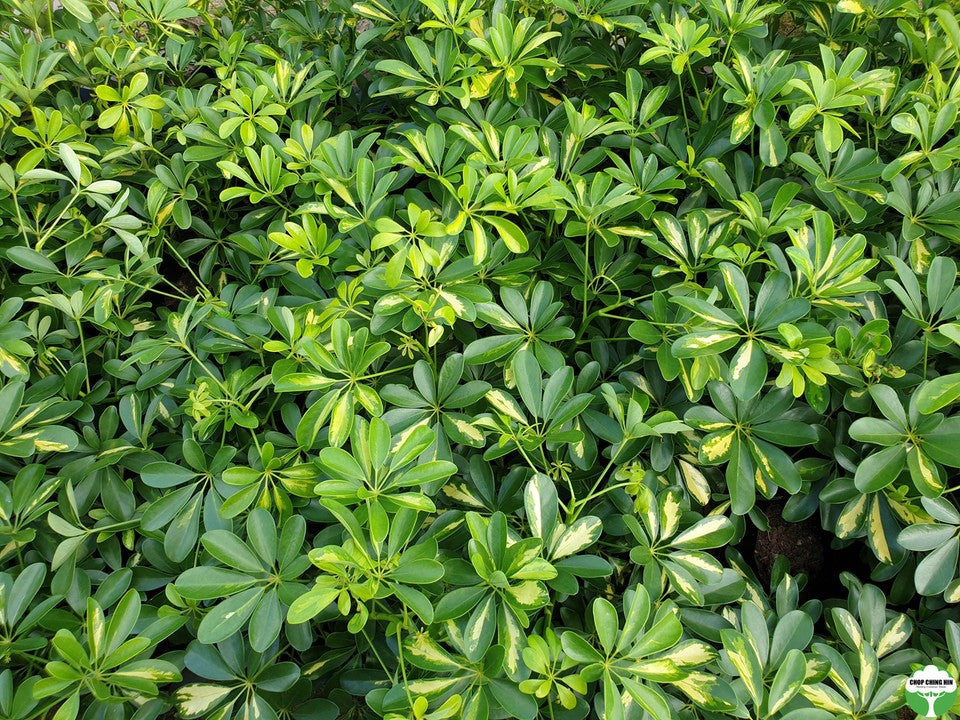 Schefflera arboricola 'Worthy'