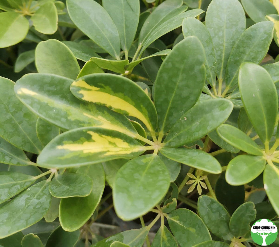 Schefflera arboricola 'Worthy'