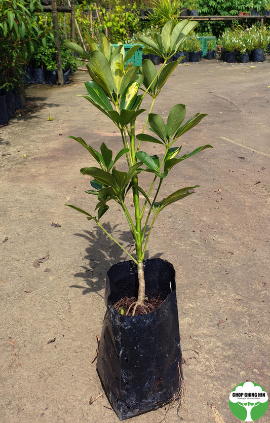 Schefflera arboricola 'Worthy'