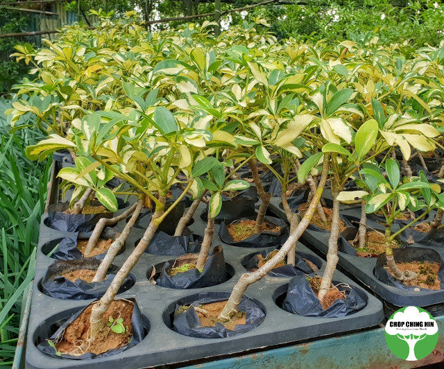 Schefflera variegata