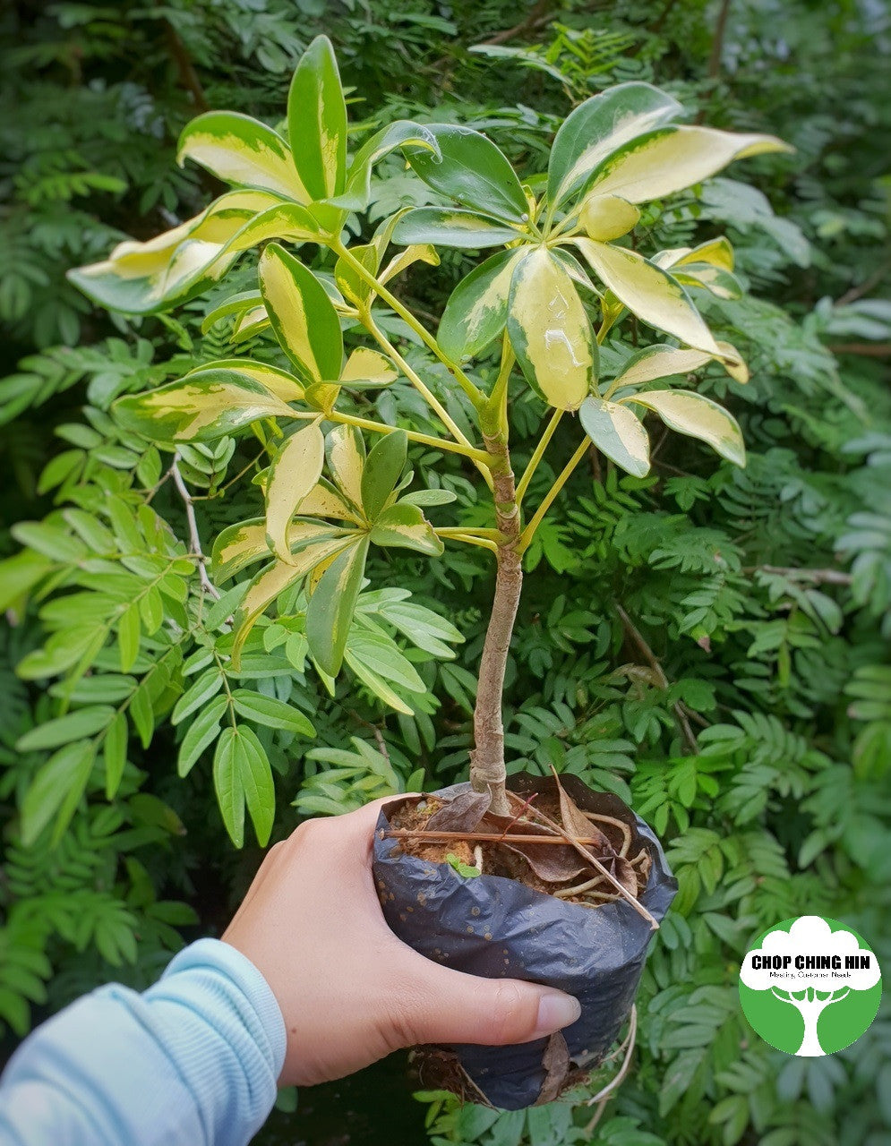 Schefflera variegata
