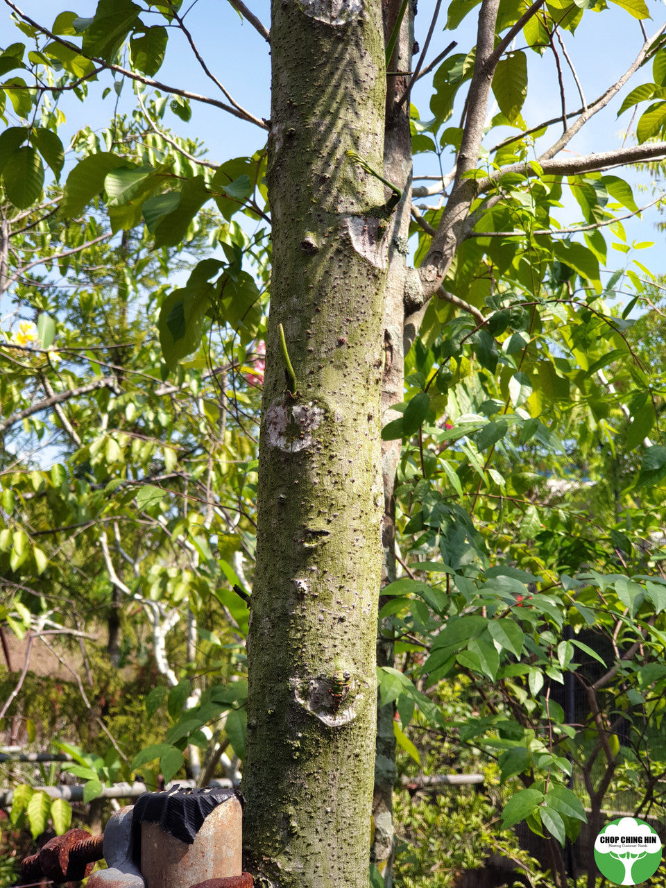 Schizolobium parahyba