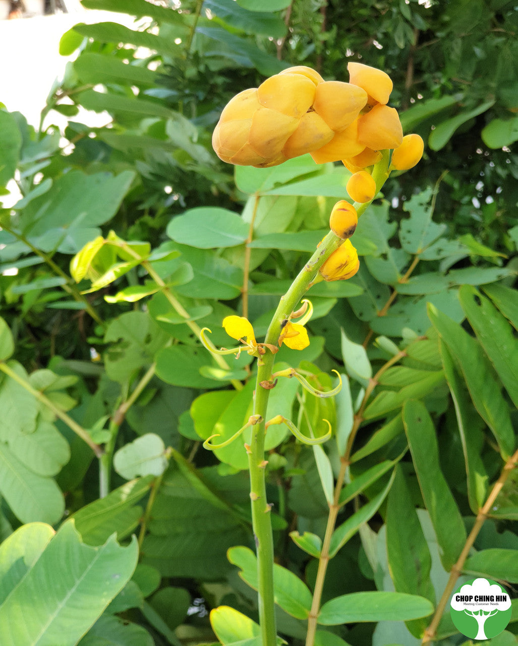 Senna alata