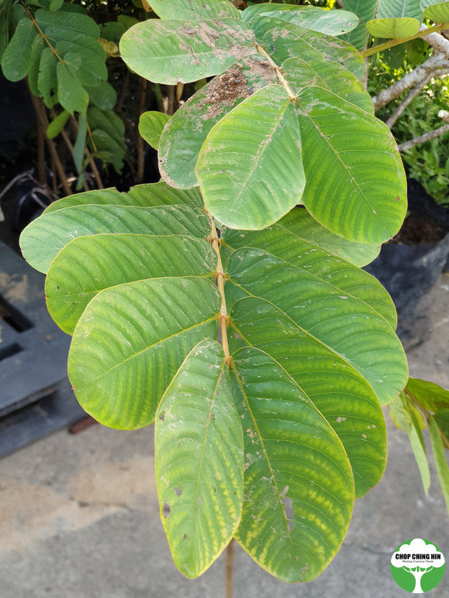 Senna alata