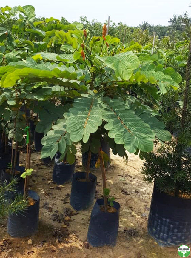 Senna alata