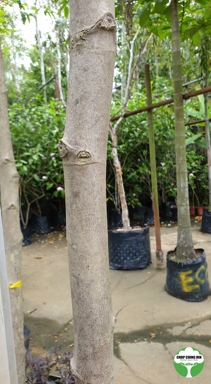 Shorea roxburghii
