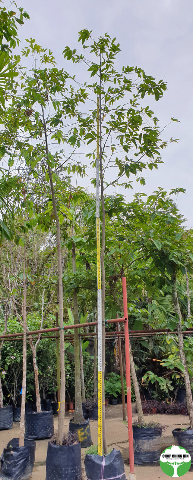Shorea roxburghii