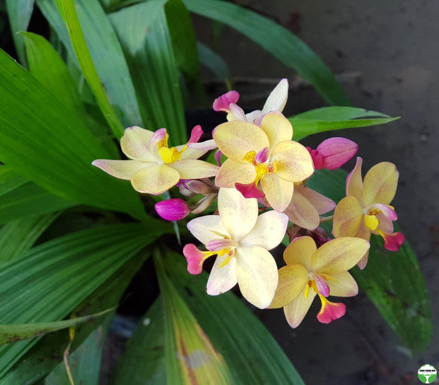 Spathoglottis 'Tricolor'