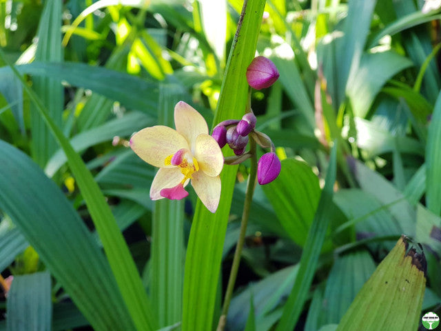 Spathoglottis 'Tricolor'