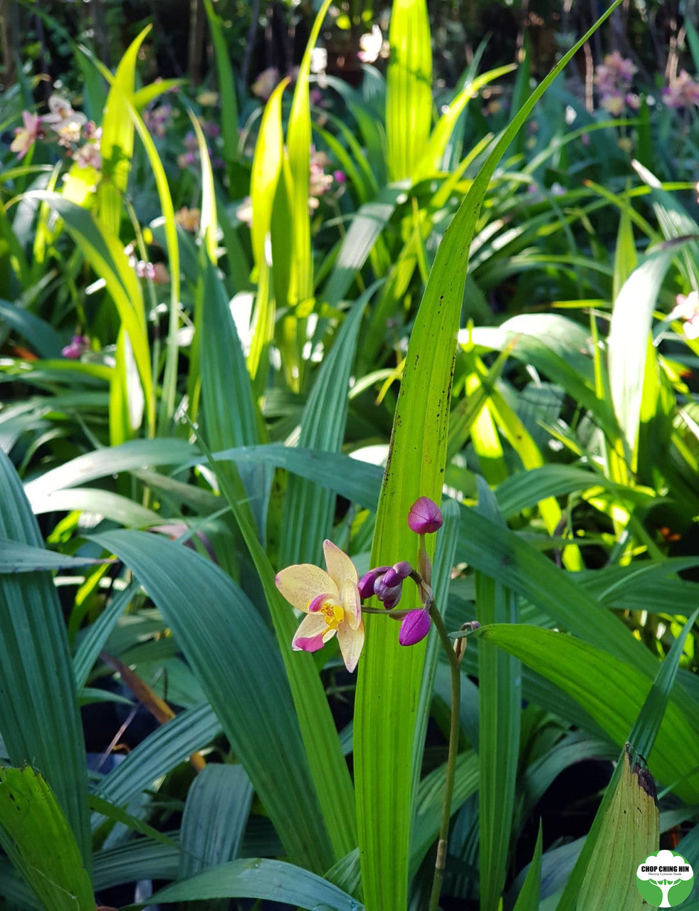 Spathoglottis 'Tricolor'