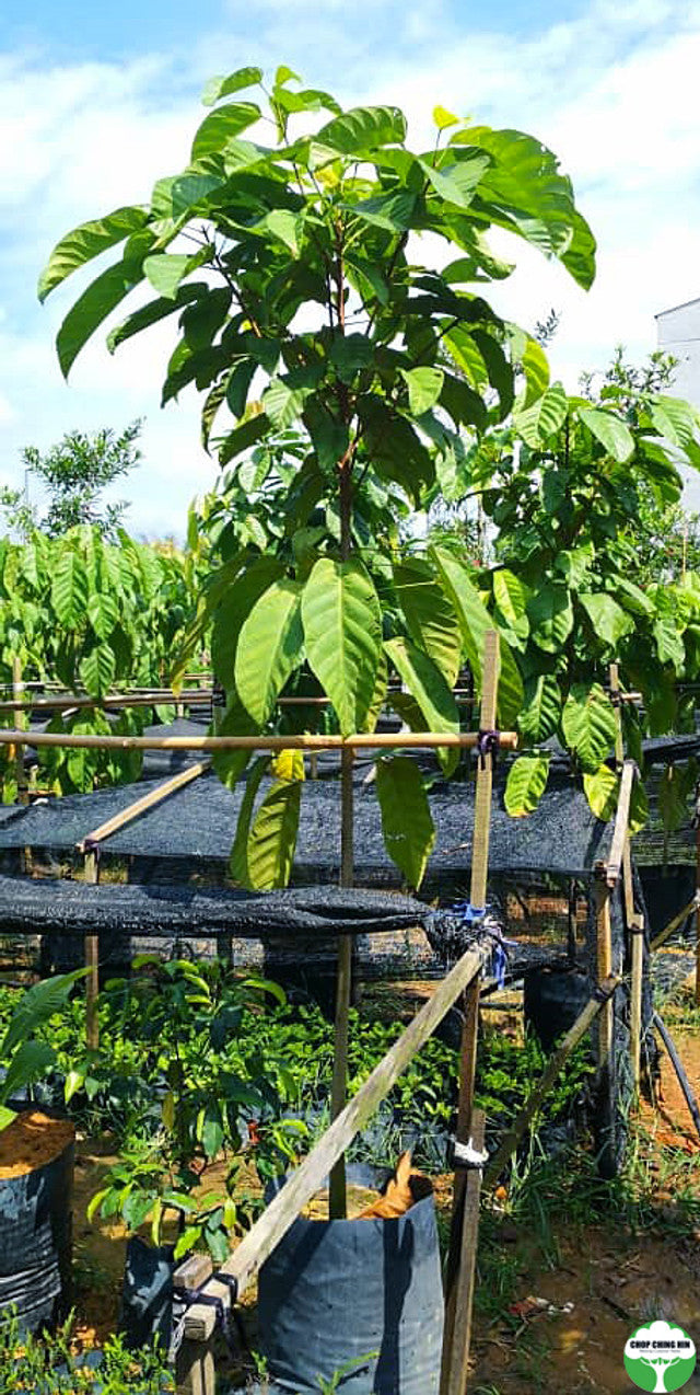 Sterculia parviflora