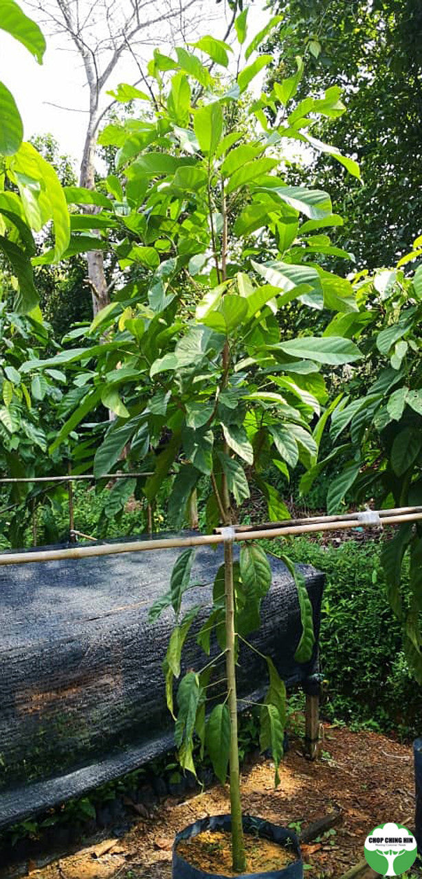 Sterculia parviflora