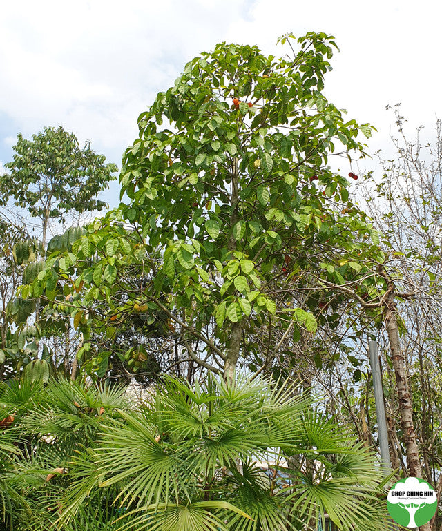 Sterculia parviflora