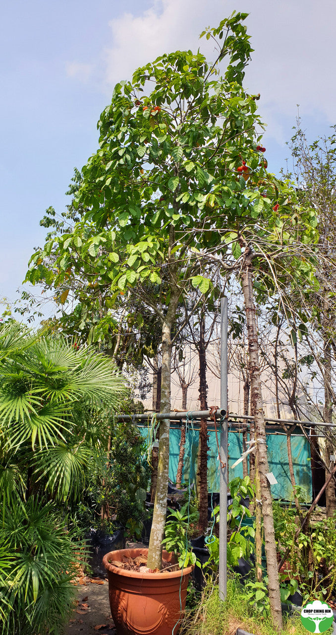 Sterculia parviflora