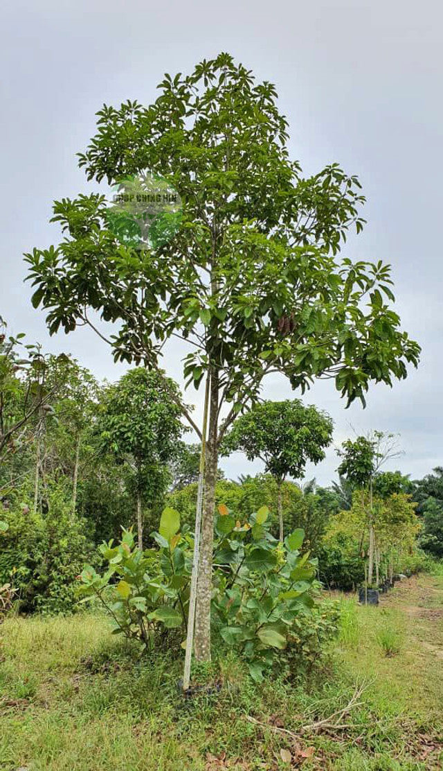 Sterculia parviflora