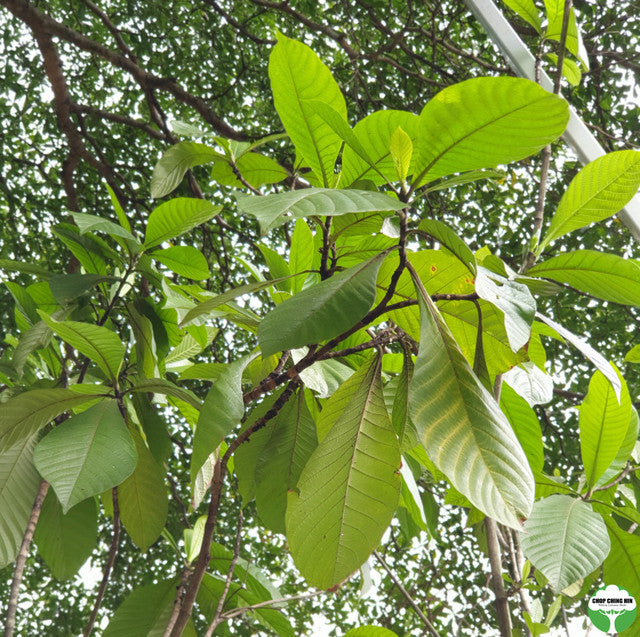 Sterculia rubiginosa