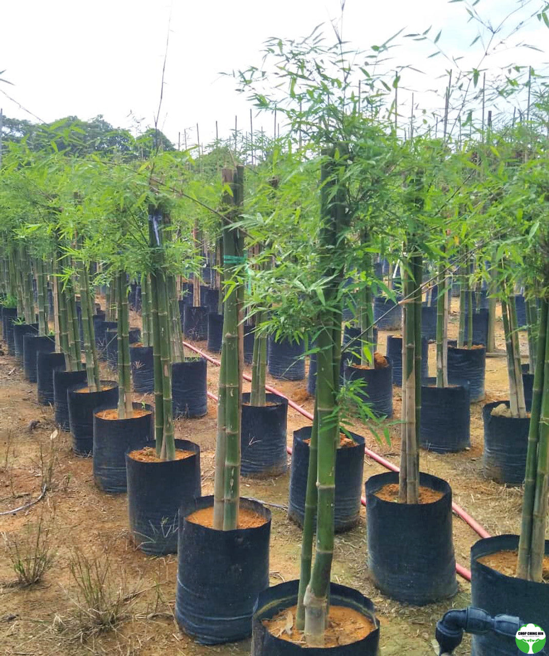indoor bamboo plant singapore Stone Bamboo – Chop Ching Hin Pte Ltd