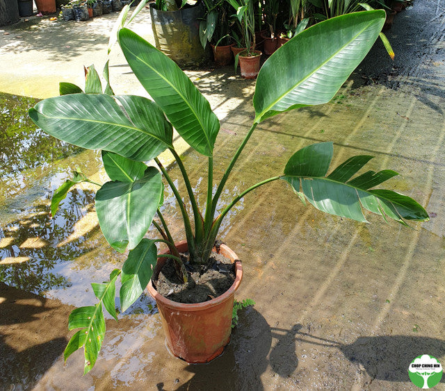 Strelitzia spp.