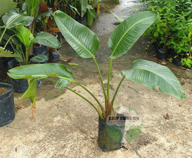 Strelitzia spp.