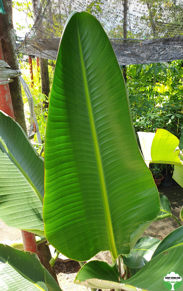 Strelitzia spp.
