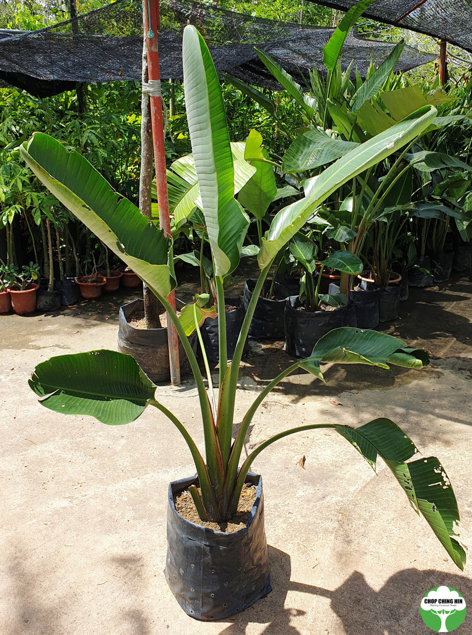 Strelitzia spp.