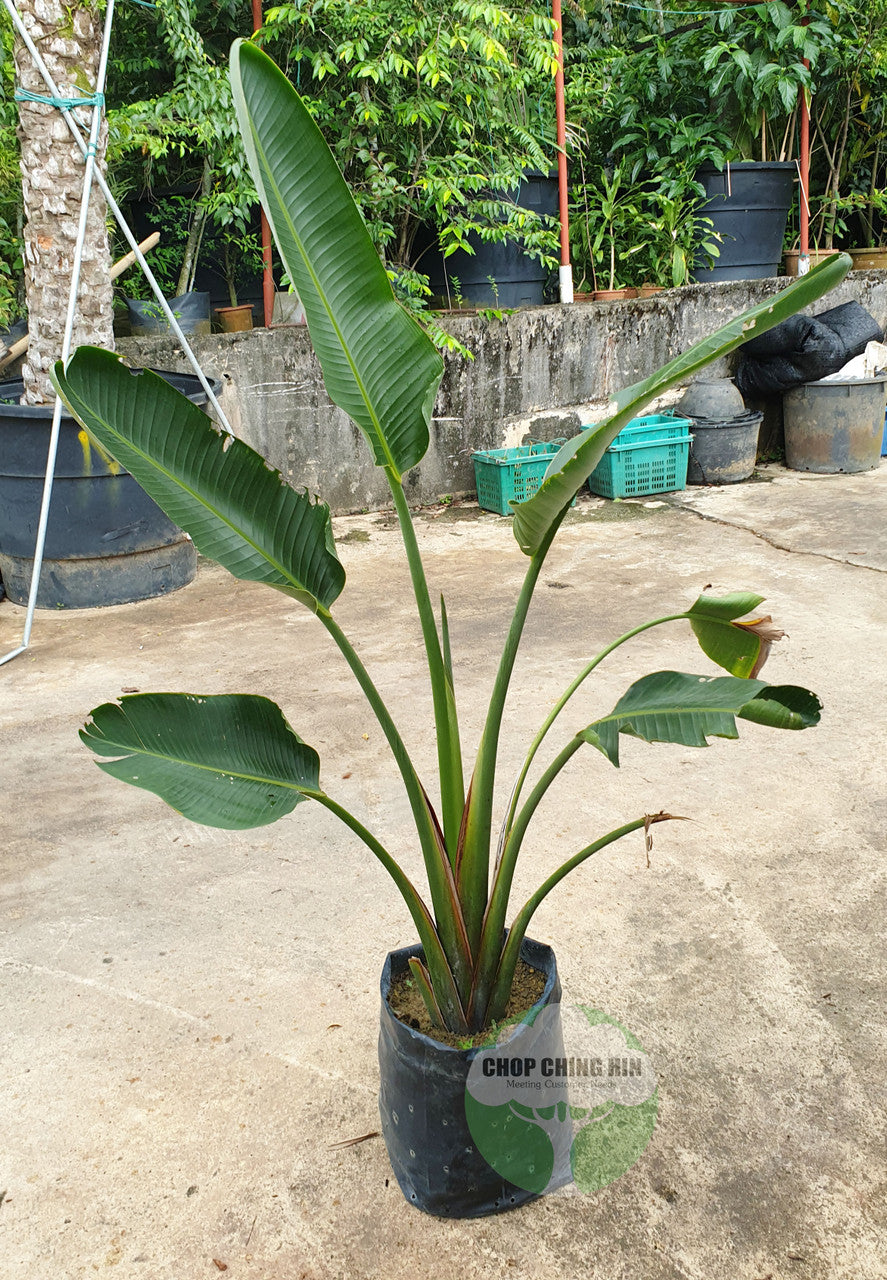 Strelitzia spp.