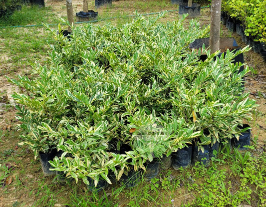 Suregada multiflora (variegated)