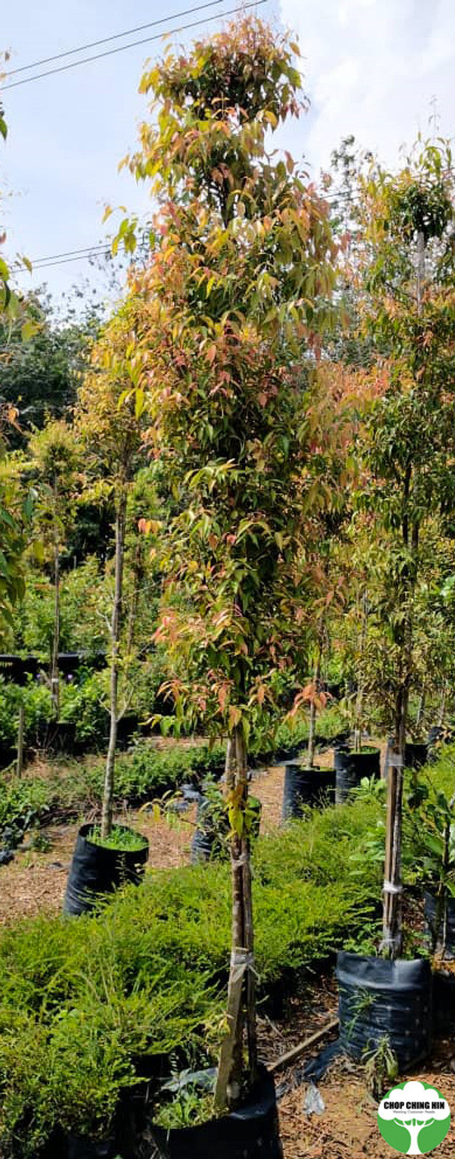 Syzygium 'Blaze' Syzygium 'Blaze'