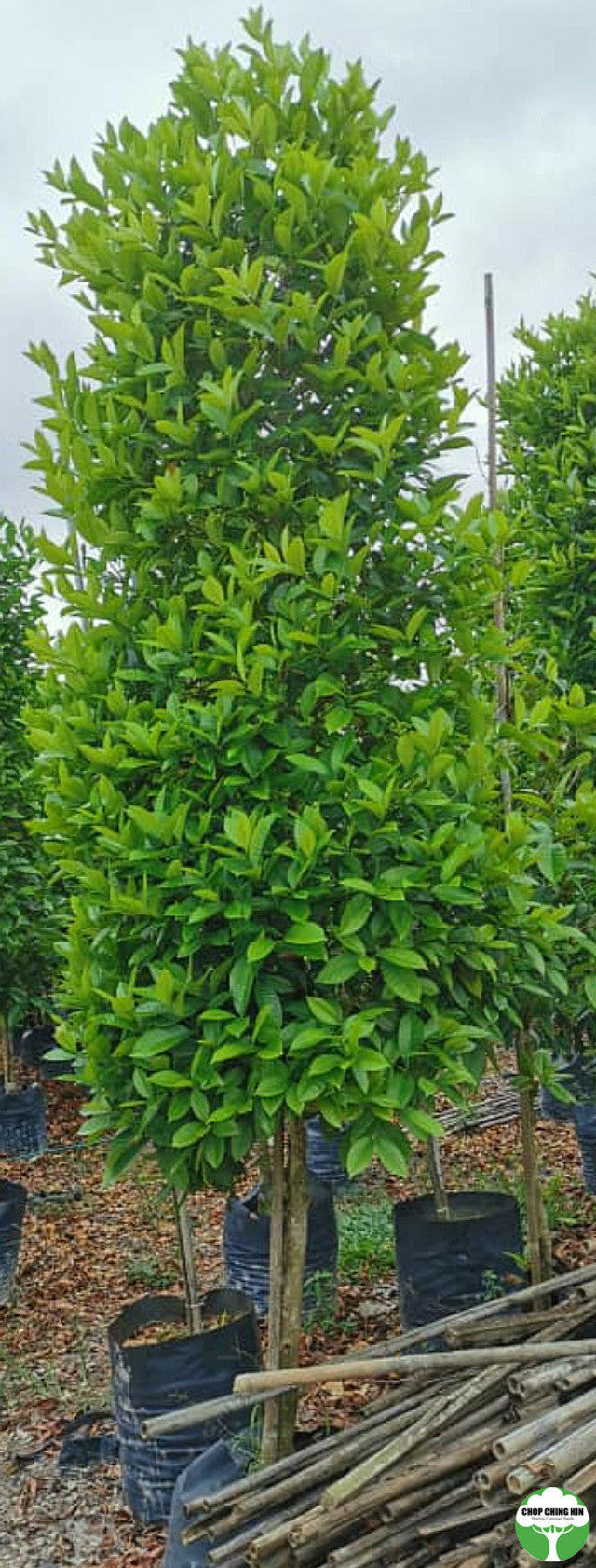 Syzygium borneense