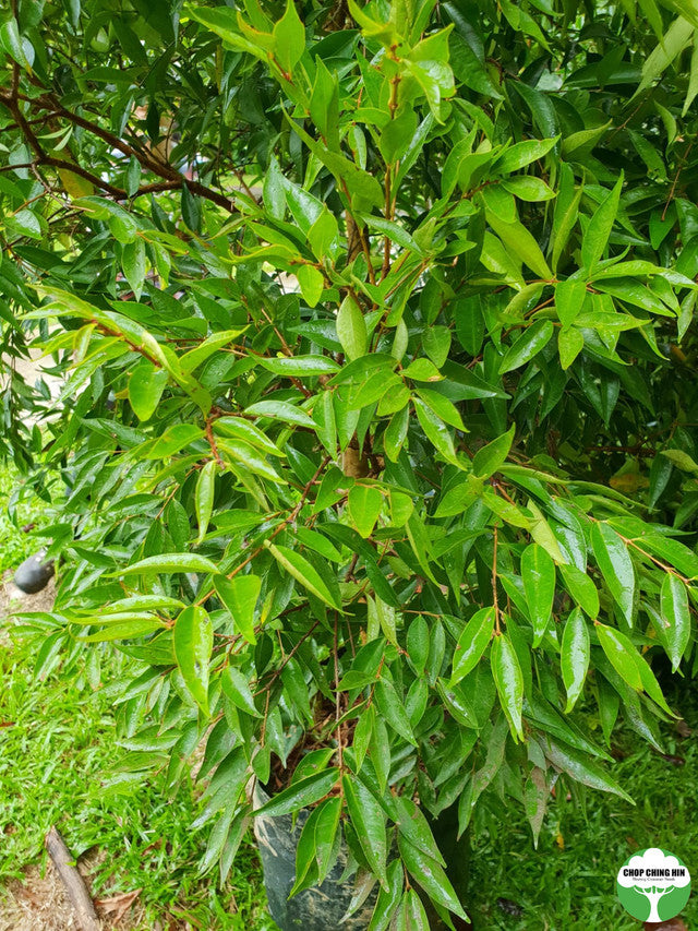 Syzygium zeylanicum