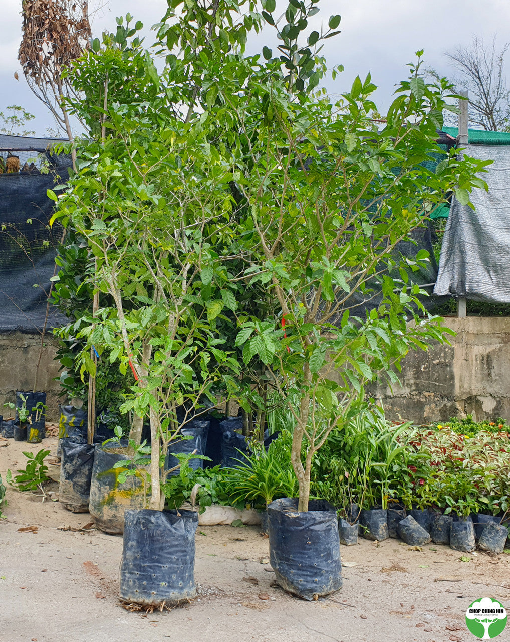 Tabernaemontana corymbosa 'Flore Pleno'