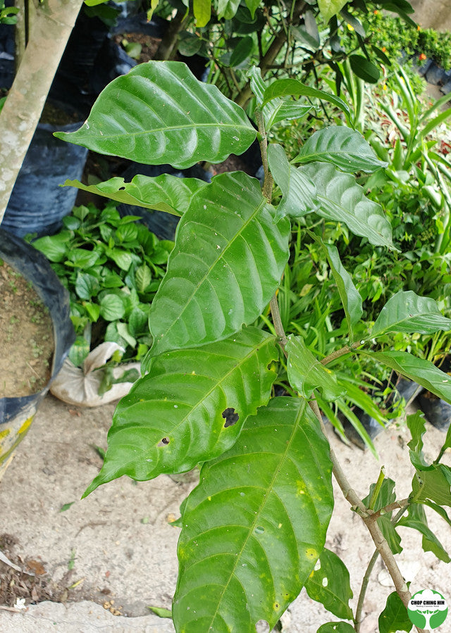 Tabernaemontana corymbosa 'Flore Pleno'