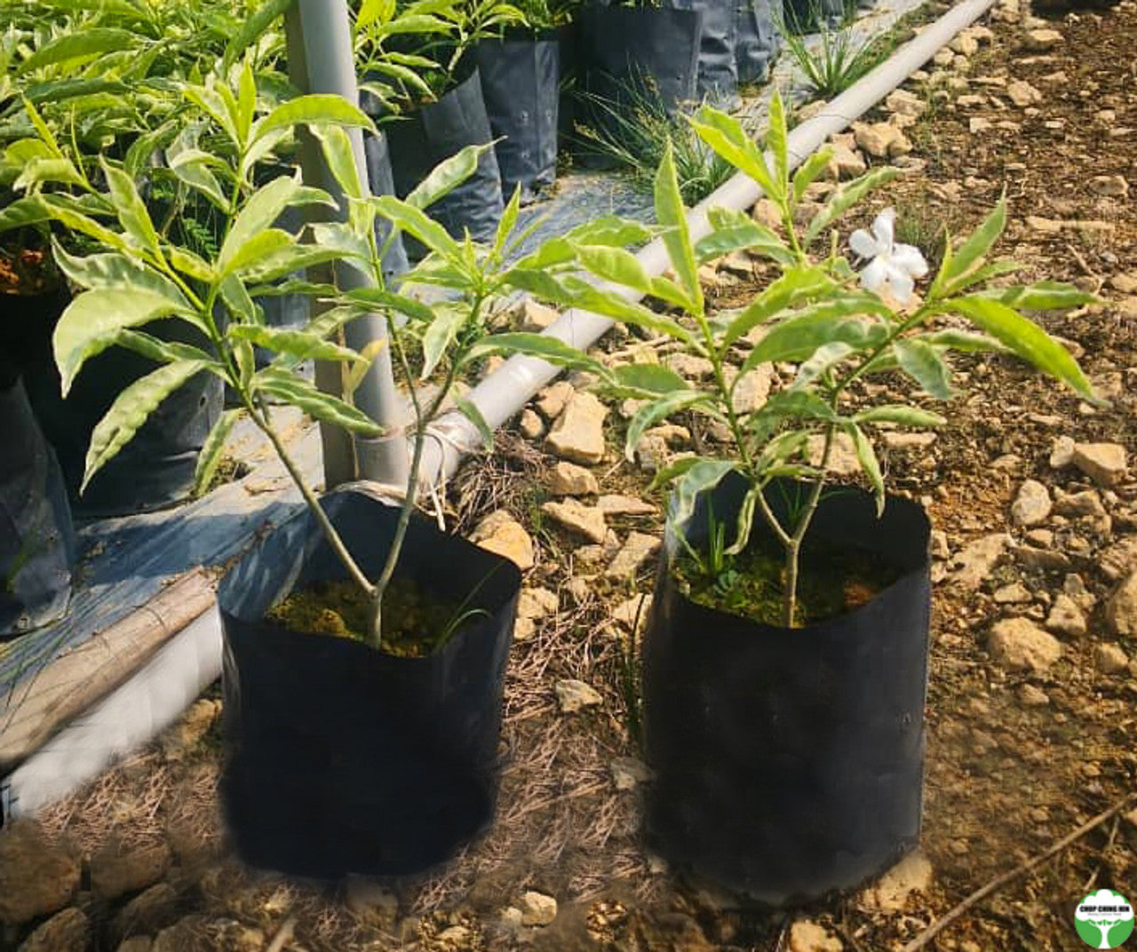 Tabernaemontana (variegated cream leaves)