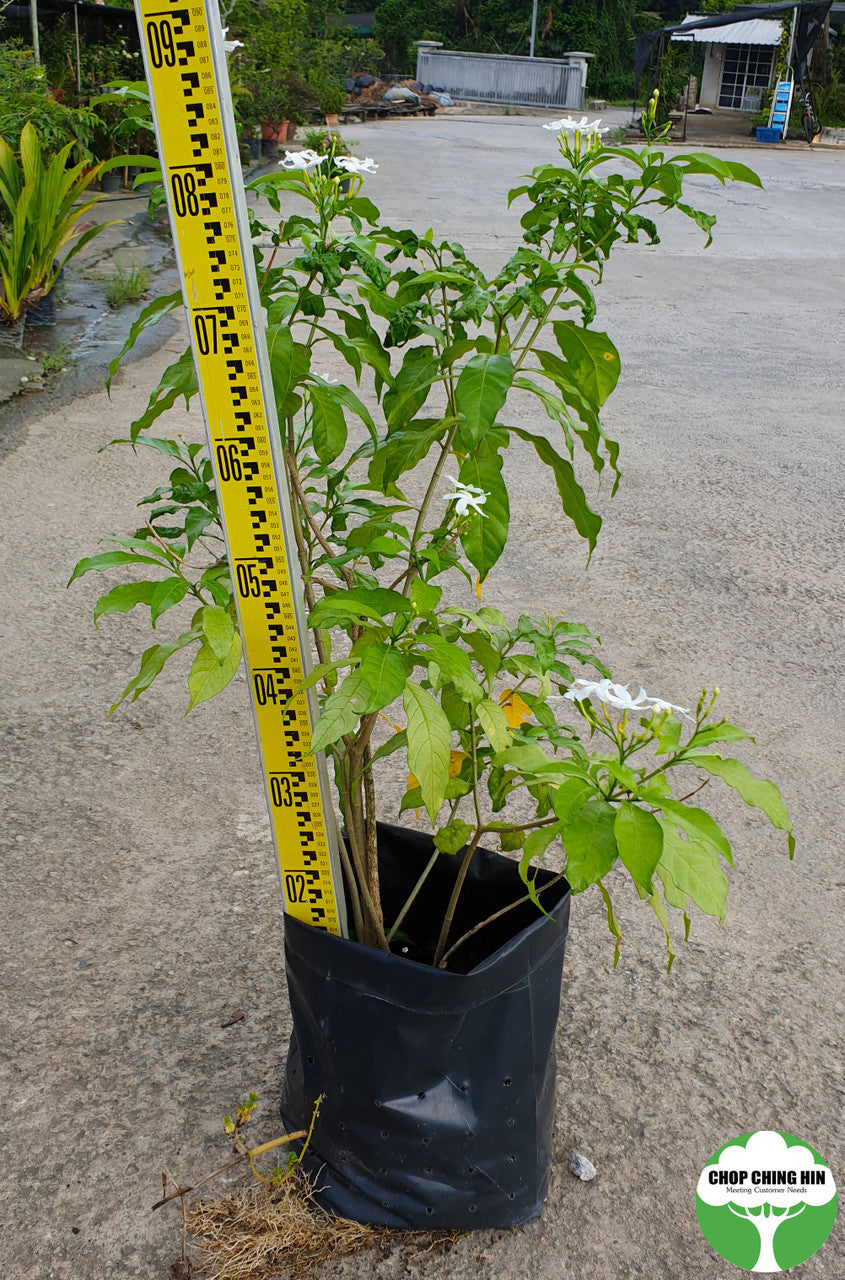 Tabernaemontana corymbosa