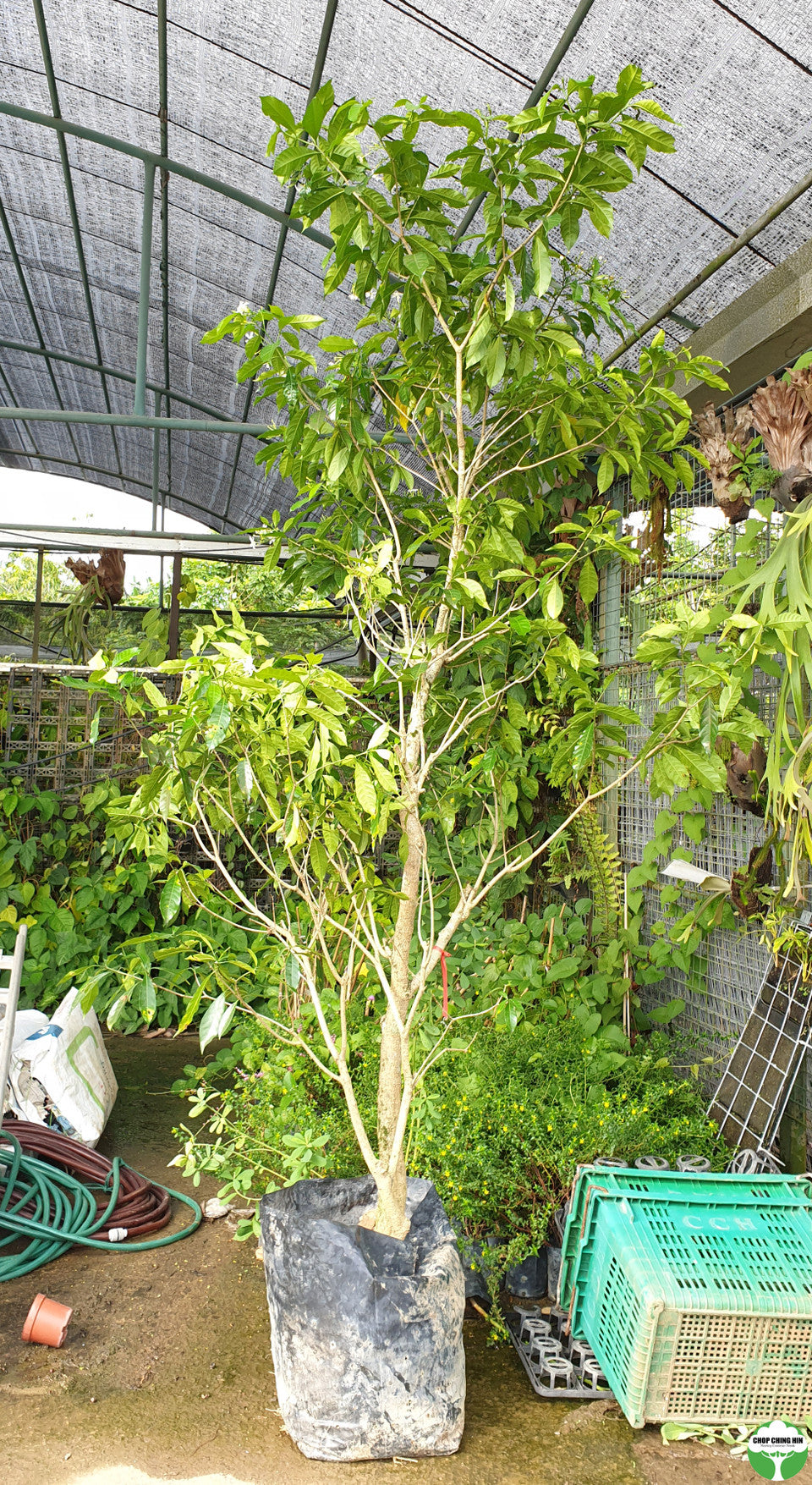 Tabernaemontana corymbosa