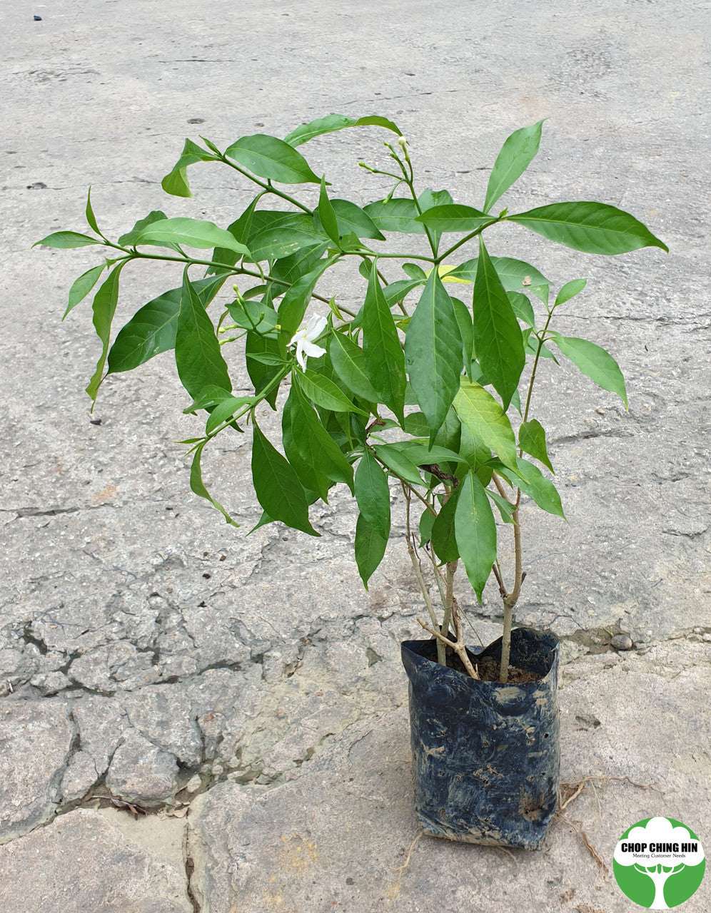 Tabernaemontana corymbosa
