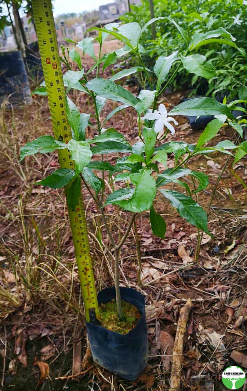 Tabernaemontana corymbosa