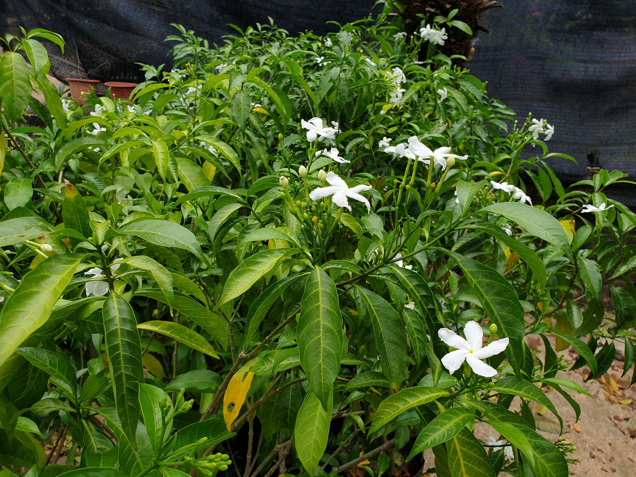 Tabernaemontana corymbosa