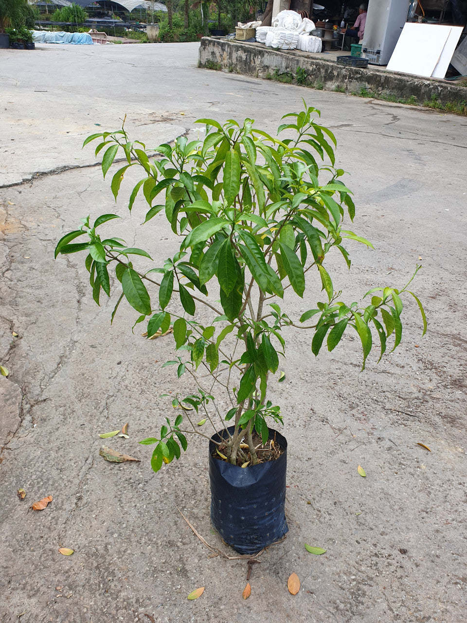 Tabernaemontana corymbosa