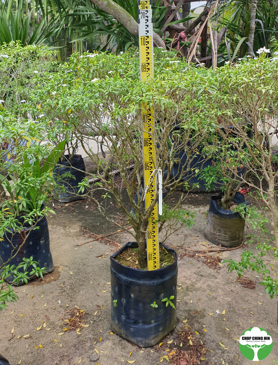 Tabernaemontana divaricata