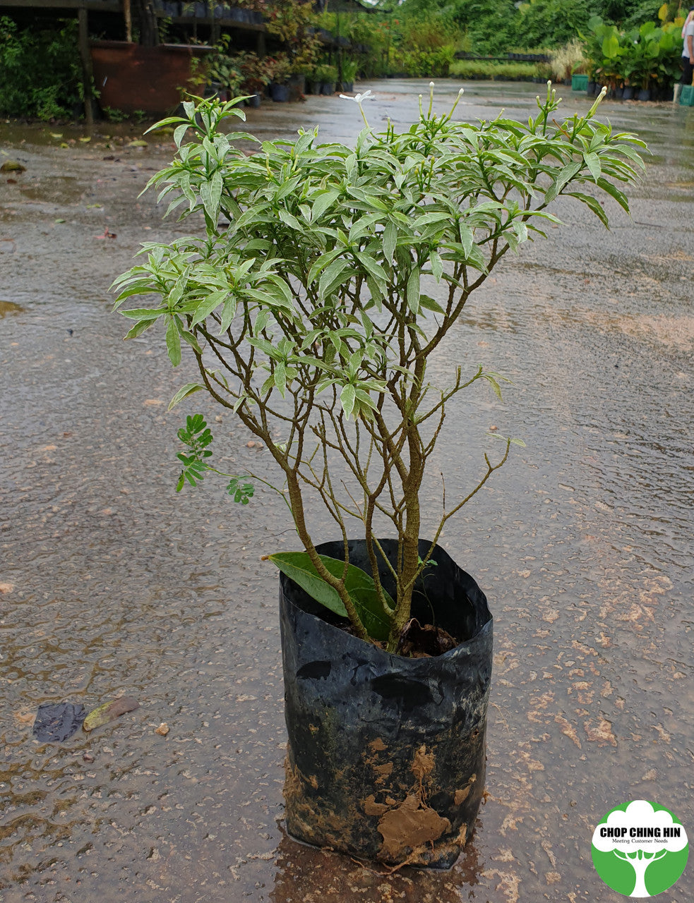 Tabernaemontana divaricata 'Silver'