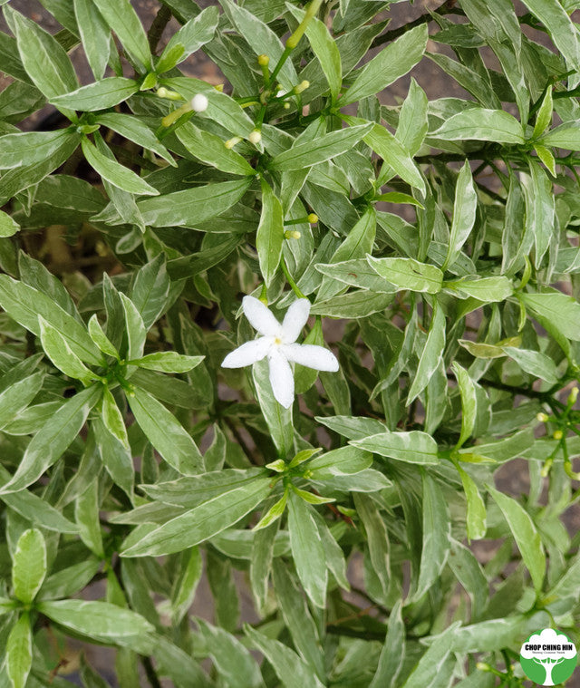 Tabernaemontana divaricata 'Silver'