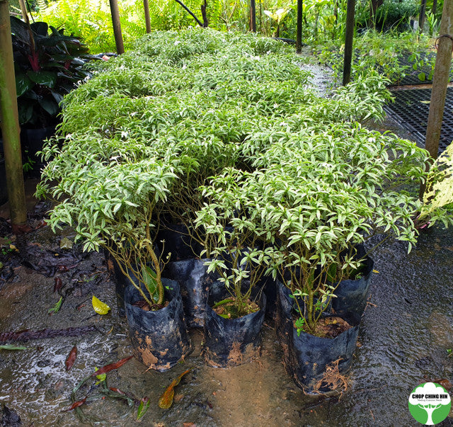 Tabernaemontana divaricata 'Silver'
