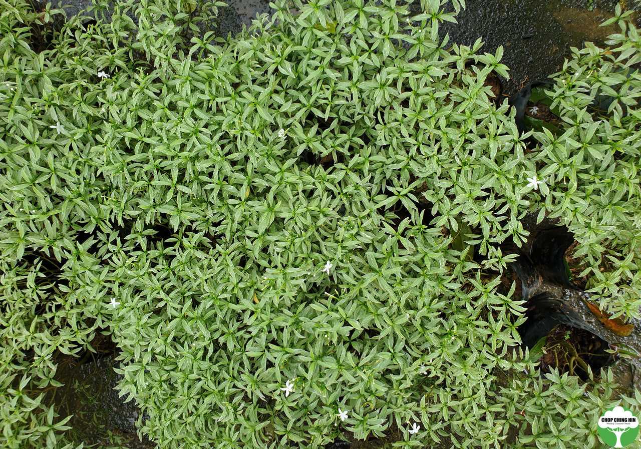 Tabernaemontana divaricata 'Silver'