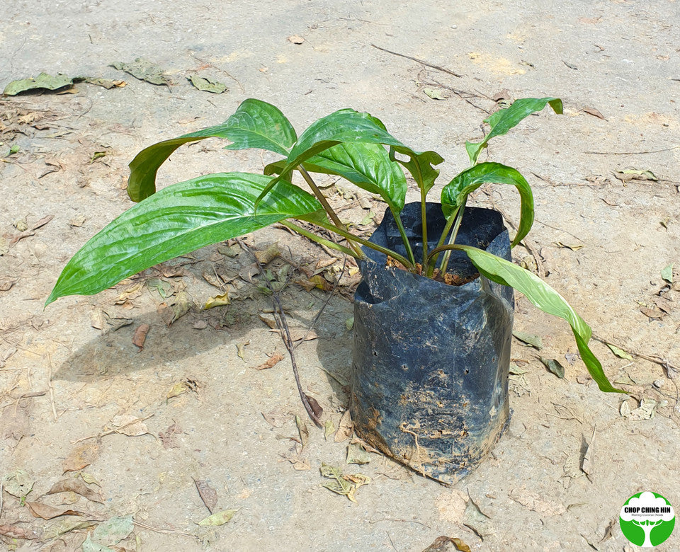Tacca chantrieri